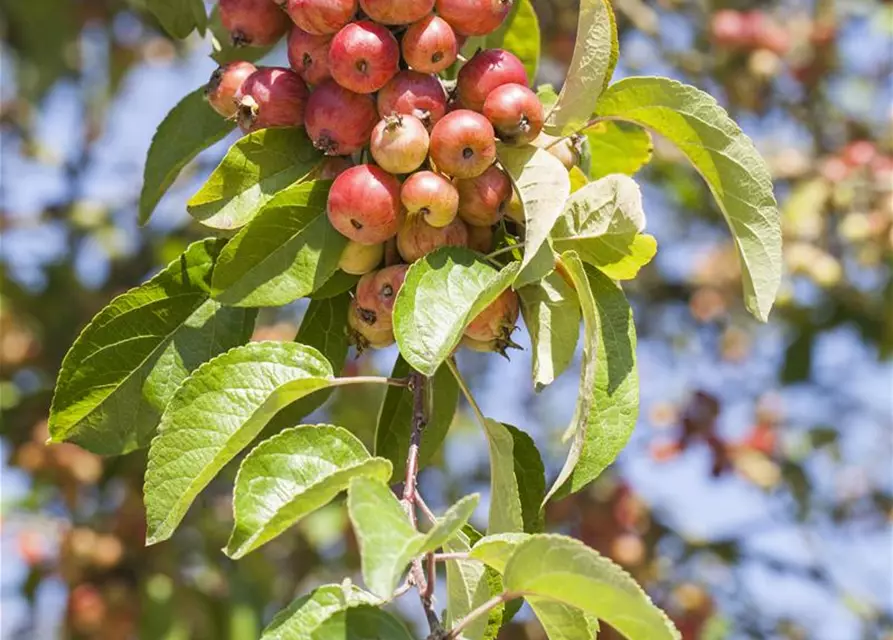 Zierapfel 'Evereste'®