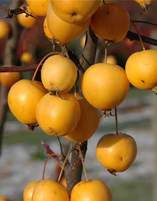 Zierapfel 'Golden Hornet'