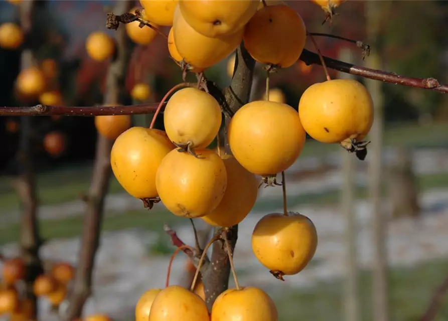 Zierapfel 'Golden Hornet'