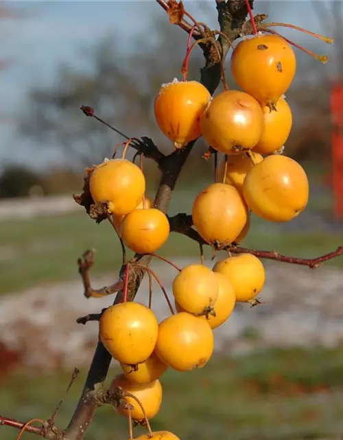 Zierapfel 'Golden Hornet'