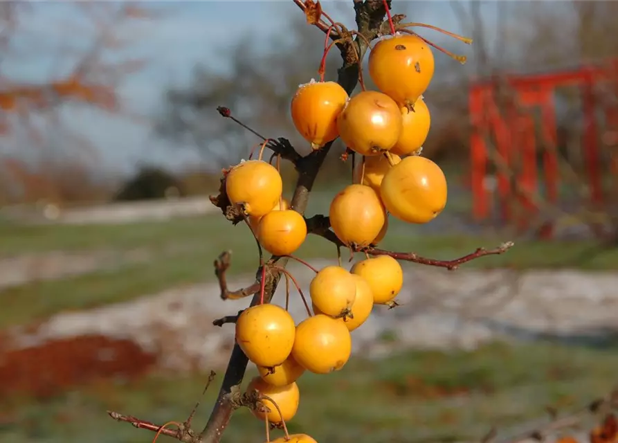 Zierapfel 'Golden Hornet'