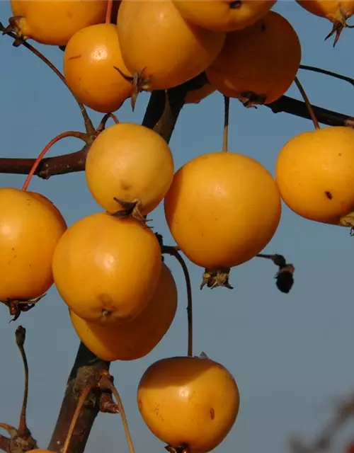 Zierapfel 'Golden Hornet'