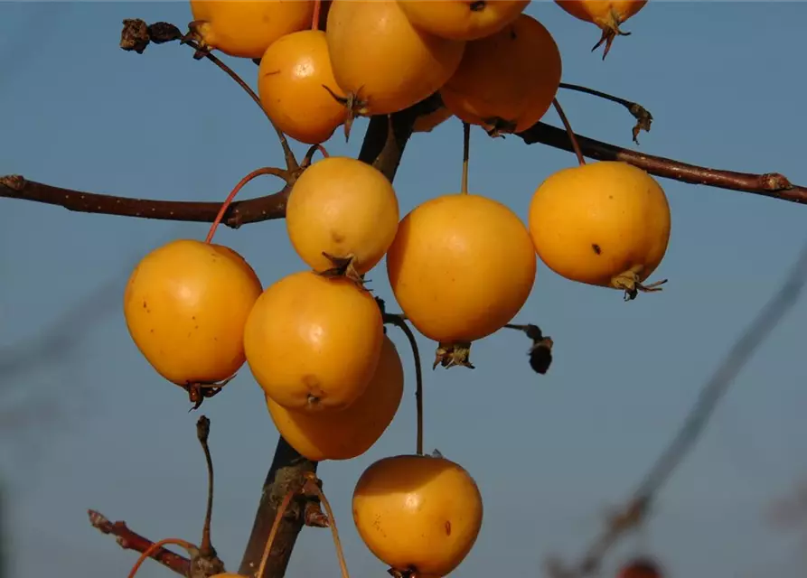 Zierapfel 'Golden Hornet'