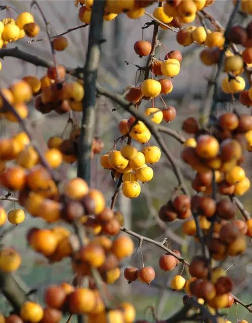 Zierapfel 'Golden Hornet'