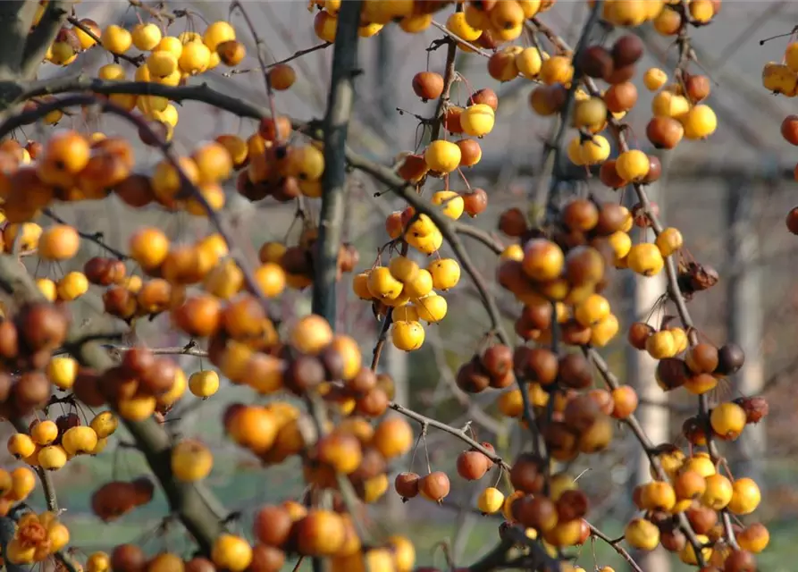 Zierapfel 'Golden Hornet'