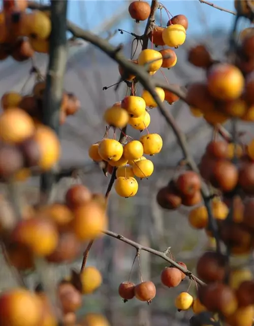 Zierapfel 'Golden Hornet'