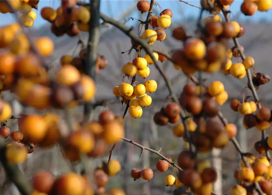 Zierapfel 'Golden Hornet'