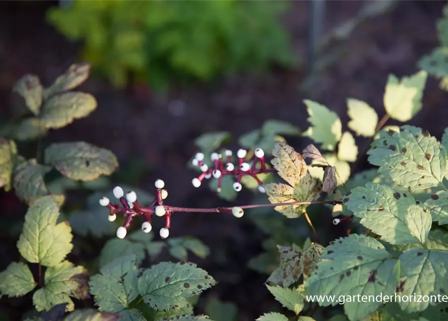 Weißfruchtiges Christophskraut 'Misty Blue'