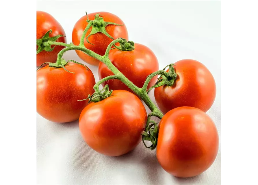 Tomaten Strauch