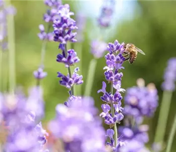 Bienenfreundliche Pflanzen – das Blütenparadies der Insekten