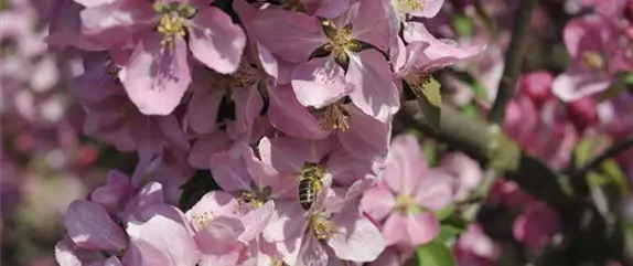 Bienenfreundliche Pflanzen – das Blütenparadies der Insekten