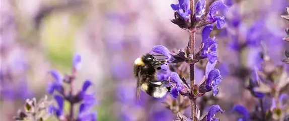 Bienenfreundliche Pflanzen – das Blütenparadies der Insekten