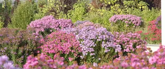 Blühende Herbstpflanzen für die kühlere Jahreszeit