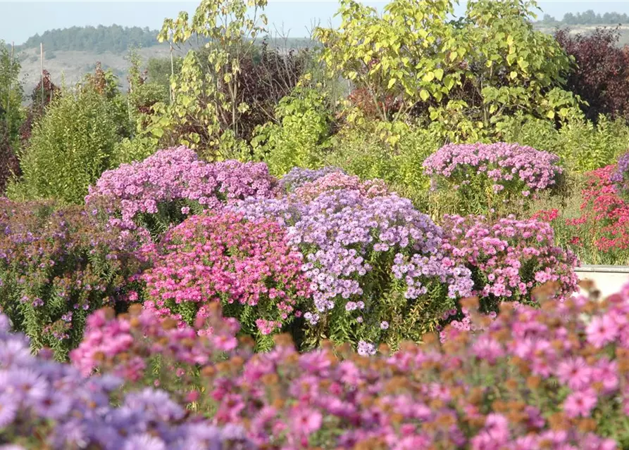 Aster dumosus