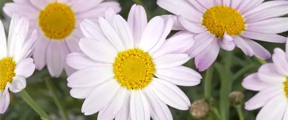 Blühende Herbstpflanzen für die kühlere Jahreszeit