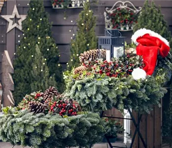 Adventskalender für Hund und Katze