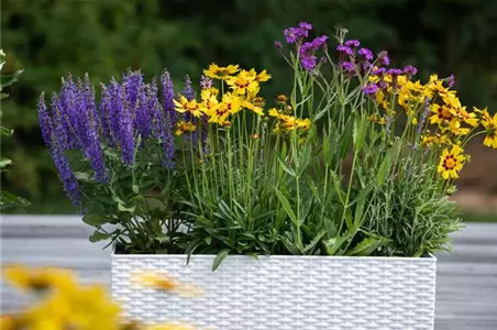 Diese Frühblüher verschönern Ihren Balkon