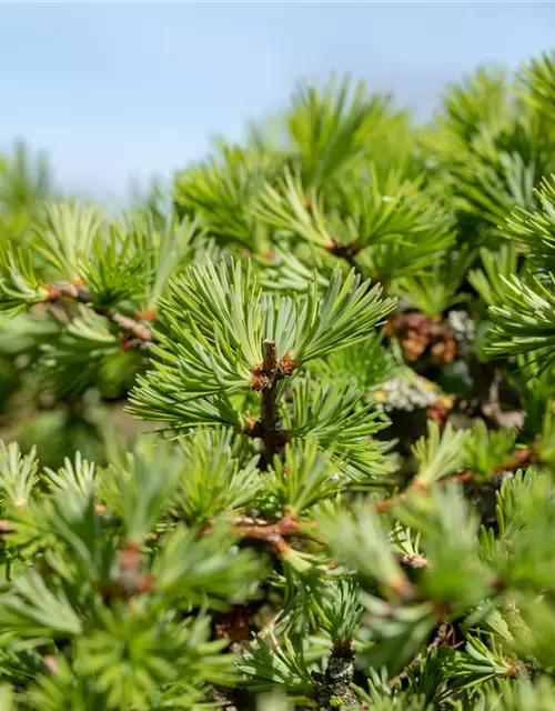 Larix decidua