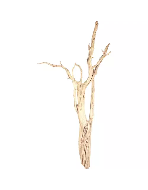 fleur ami Ghostwood