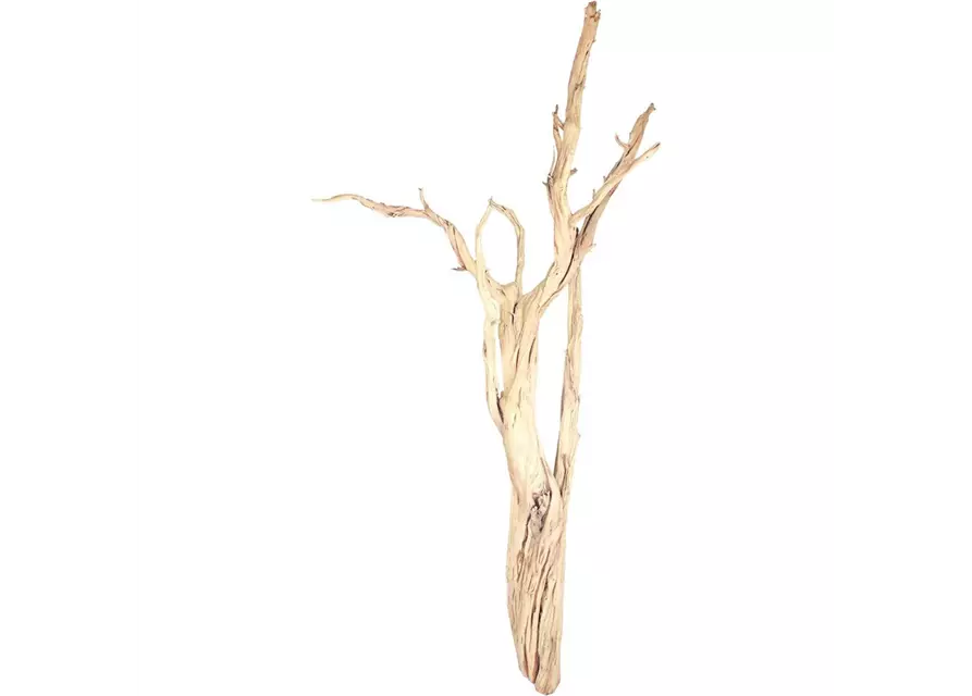 fleur ami Ghostwood