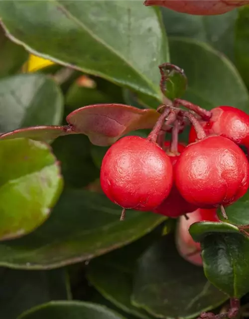 Rote Scheinbeere