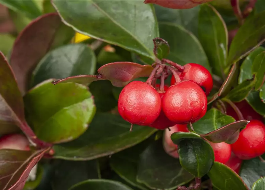 Rote Scheinbeere