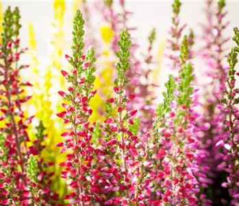 Herbstblumen für mehr Farbe auf Balkon und Terrasse