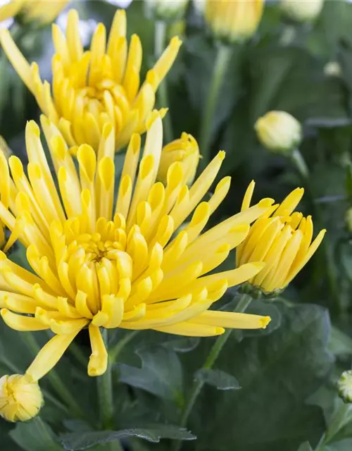 Chrysanthemum indicum