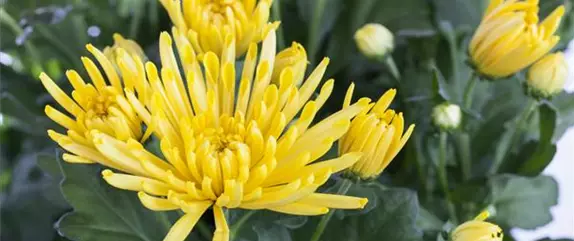 Herbstblumen für mehr Farbe auf Balkon und Terrasse