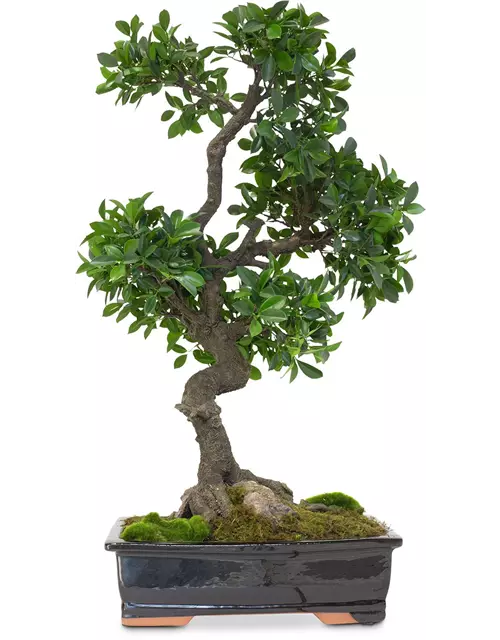 fleur ami FICUS BONSAI Kunstpflanze