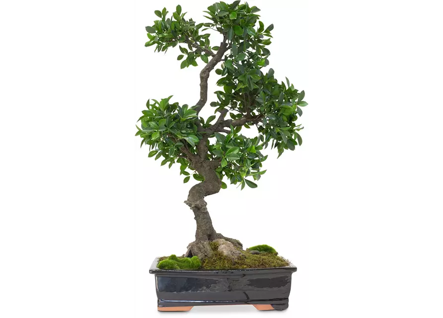 fleur ami FICUS BONSAI Kunstpflanze