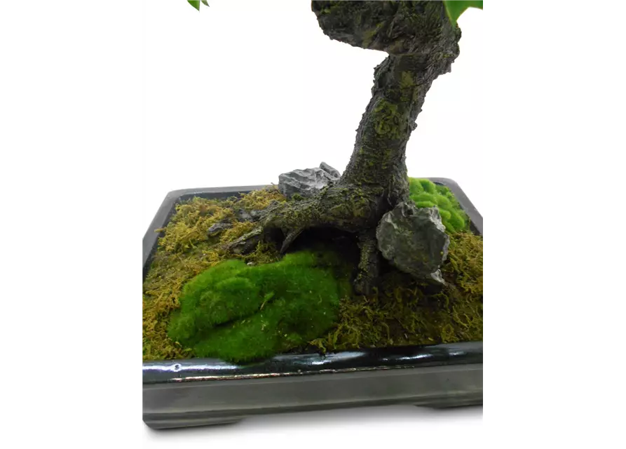 fleur ami FICUS BONSAI Kunstpflanze