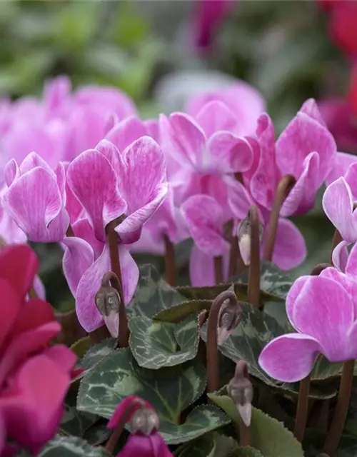 Cyclamen persicum