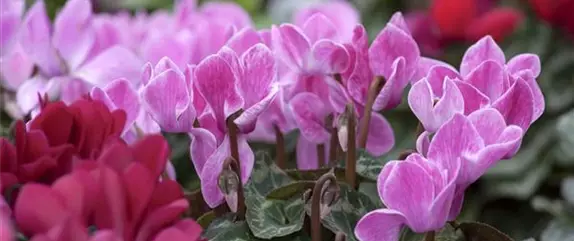 Herbstblumen für mehr Farbe auf Balkon und Terrasse