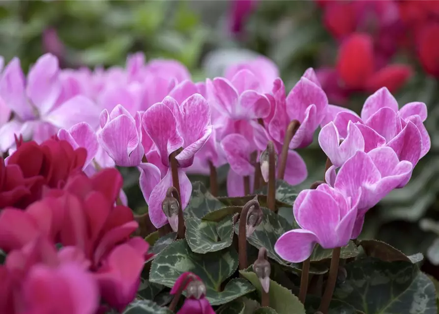 Cyclamen persicum