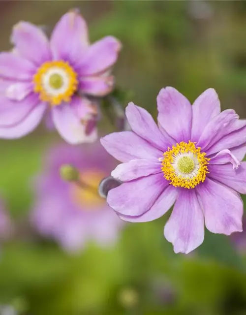 Anemone japonica