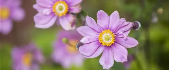 Herbstblumen für mehr Farbe auf Balkon und Terrasse