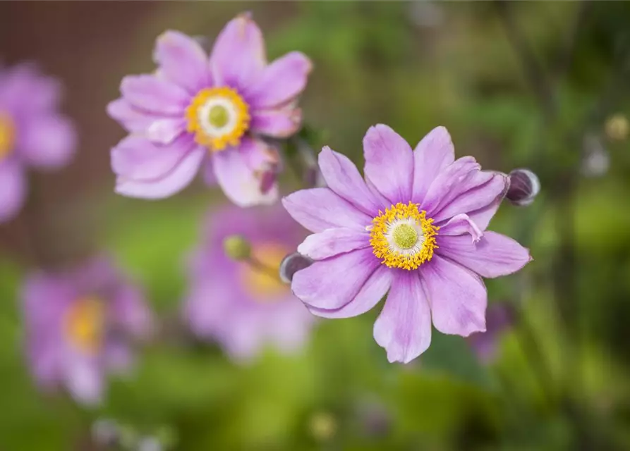 Anemone japonica