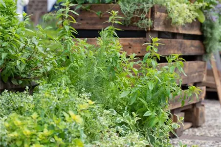 Kräuterbeet anlegen – so sollten Sie im Garten vorgehen