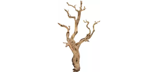 fleur ami Ghostwood