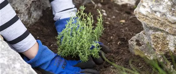 Kräuterbeet anlegen – so sollten Sie im Garten vorgehen