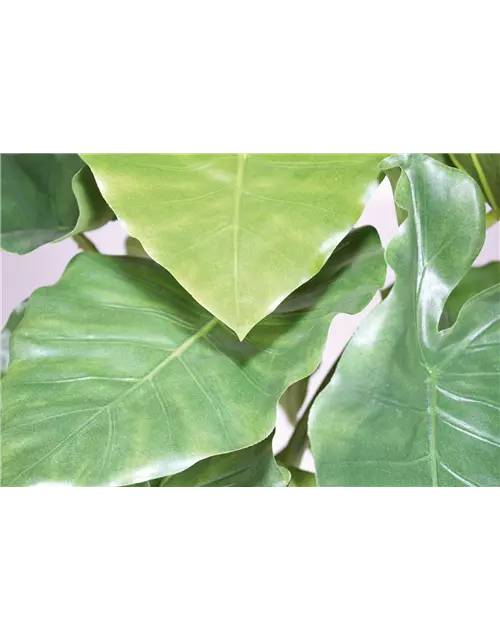 fleur ami ALOCASIA CALIDORA Kunstpflanze