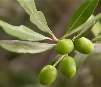 Mediterrane Gehölze – ein Hauch Urlaubsfeeling im Garten