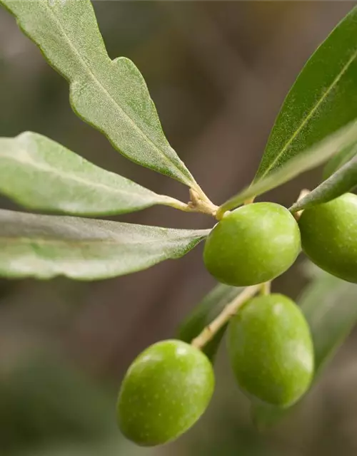 Olivenbusch im 15 cm Topf