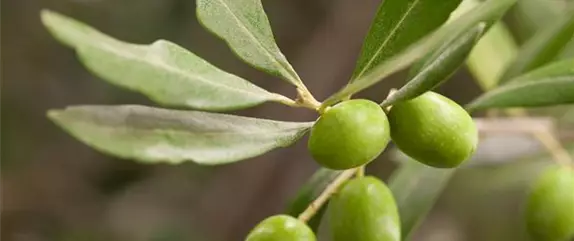 Die schönsten mediterranen Pflanzen mit ihren Arten und Sorten