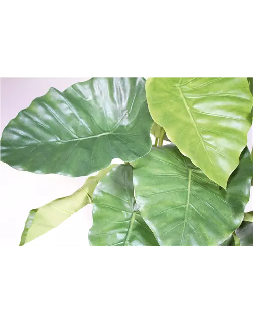 fleur ami ALOCASIA CALIDORA Kunstpflanze