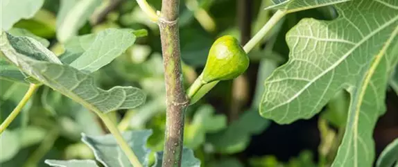 Mediterrane Gehölze – ein Hauch Urlaubsfeeling im Garten