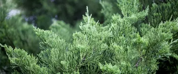 Mediterrane Gehölze – ein Hauch Urlaubsfeeling im Garten