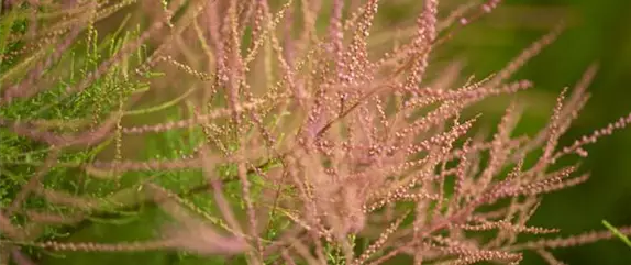 Mediterrane Gehölze – ein Hauch Urlaubsfeeling im Garten