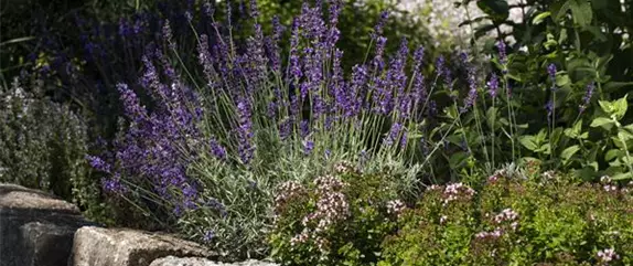 Mediterrane Kräuter im eigenen Garten